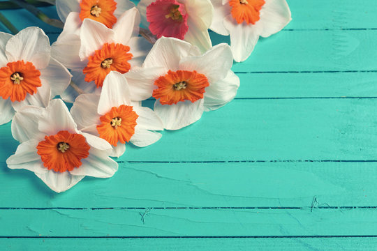 Background with bright orange  daffodils flowers  on turquoise