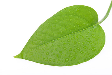 Fototapeta na wymiar The leaf on a white background