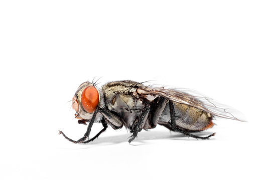 close-up of House fly isolated on white background