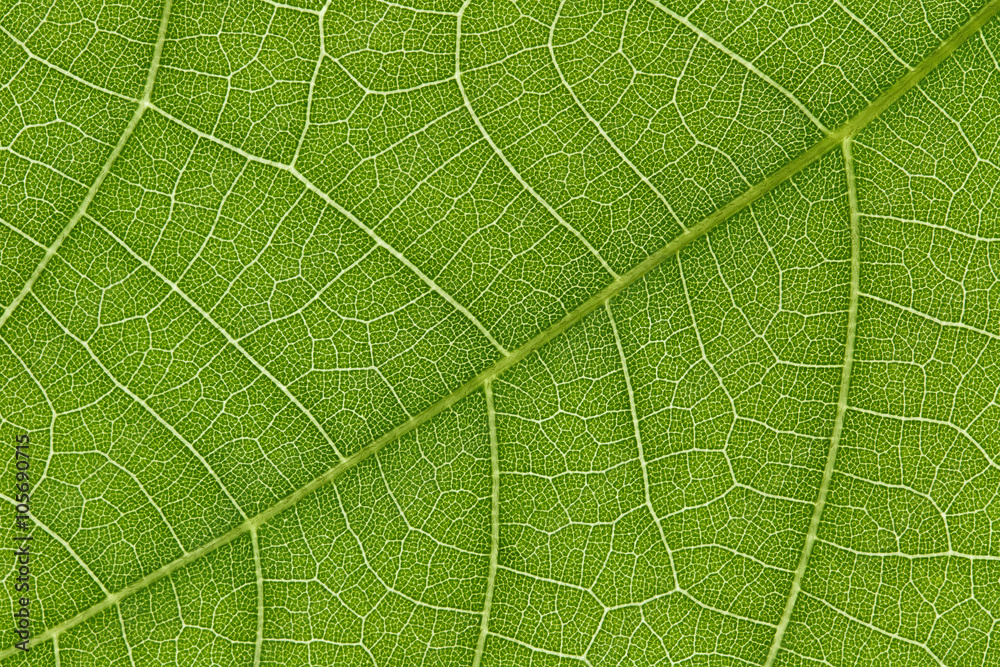 Aufkleber green leaf texture for pattern and background