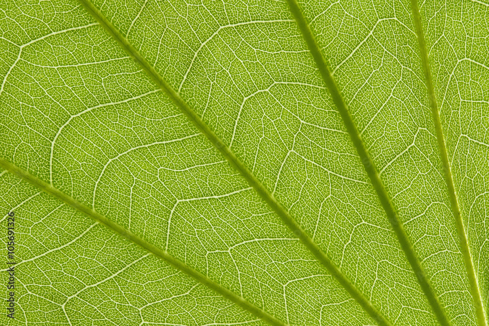 Poster Stem and leaf texture for pattern