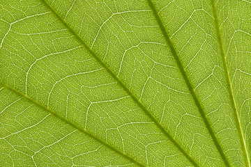 Stem and leaf texture for pattern