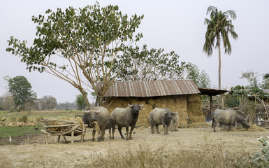 Naklejka premium Buffalos eating hay In the field of rural Thailand