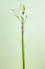 Flower,shot studio