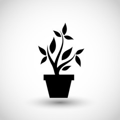 Plant in a pot icon vector