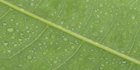 The leaf on a white background