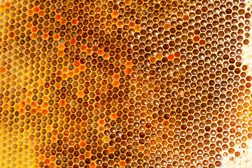 yellow beautiful honeycomb with honey