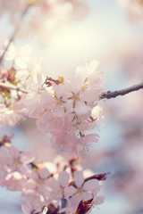 sakura , cherry blossom in full bloom