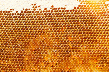 Fragment of honeycomb with full cells