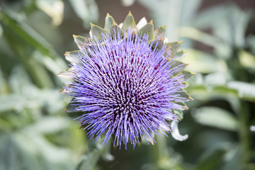 Purple flower of a globe artichoke plant in landscape orientatio