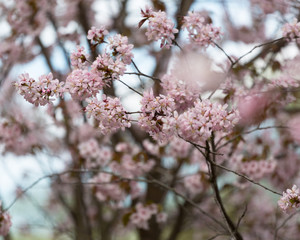 big blossoming Oriental cherry sakura tree