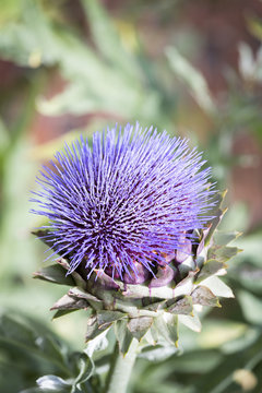 Purple flower of a globe artichoke plant in portrait orientation