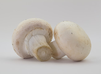 Two whole button mushrooms isolated on white
