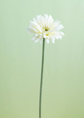 Obraz premium Flower,shot studio