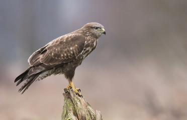 Common buzzard (Buteo buteo)
