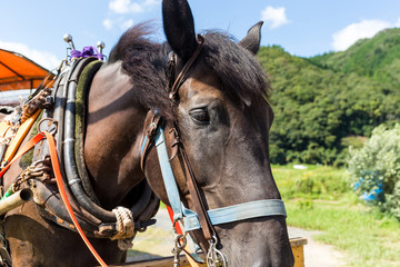 Obraz premium Horse