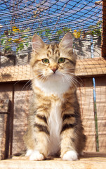 Katzenjunges
