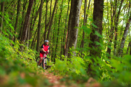 Rider on Mountain Bicycle it the forest