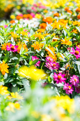 Colorful Flower garden