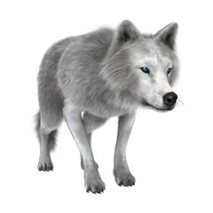 Polar Wolf on White