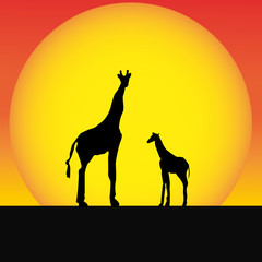 African giraffes in silhouette landscape