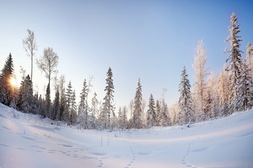 winter landscape, fir forest in frost and traces of animals on the snow