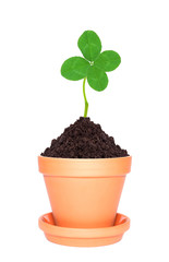 Clover leaf growing out of ground in pot isolated on white backg