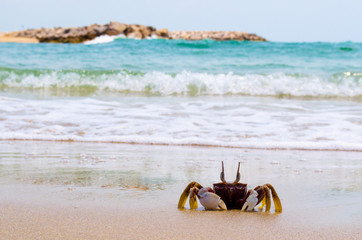 Fototapeta na wymiar crab on a sand.crab on the beach.