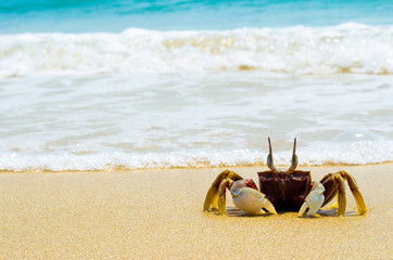 Fototapeta na wymiar crab on a sand.crab on the beach.