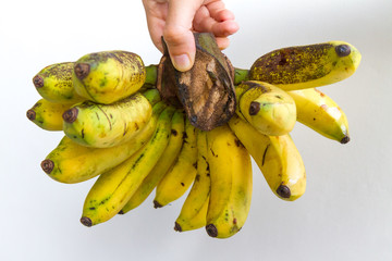 A banana bunch of the Gros Michel variety held in the hand of a young woman, isolated on white.