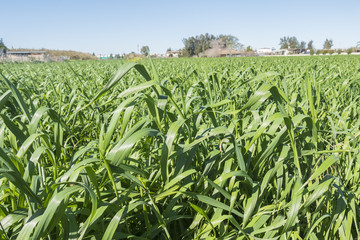 Harvesting unripe oats