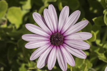 Fototapeta premium Dimorphotheca ecklonis violet flower