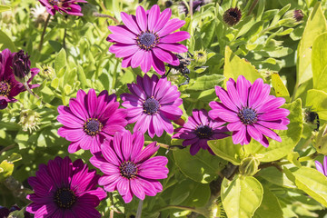 Fototapeta premium Dimorphotheca ecklonis pink flower