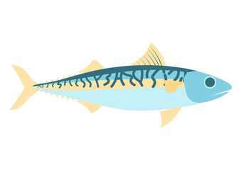Mackerel vector illustration. Mackerel isolated on white background