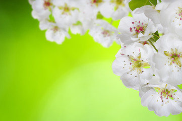 Spring blossom with soft blur background