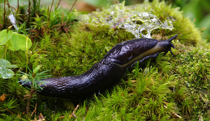 slug in forest