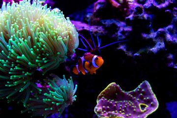 Clownfish (Amphiprion ocellaris) in Green torch coral