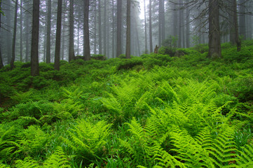 Fototapeta premium Trees in forest
