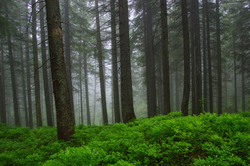 Trees in forest