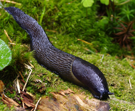 Slug In Forest