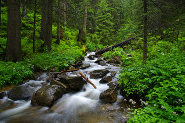 Fototapeta premium Mountain river in forest.