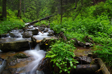 Mountain river in forest.