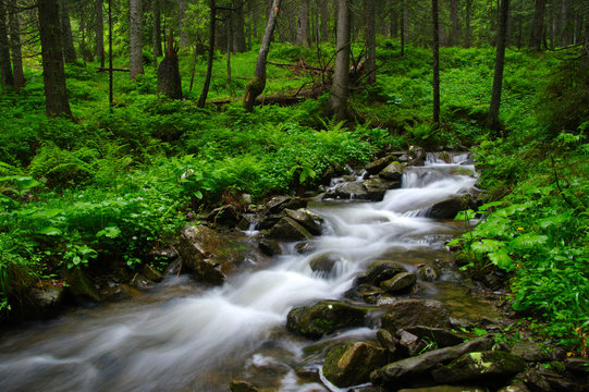 Mountain river in forest.