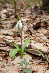 .The first spring flower - snowdrop (Galanthus nivalis)