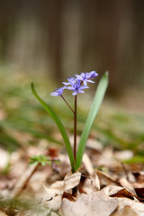 Two-leaf squill - first flower of spring