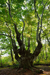 貫禄のある奇形ブナの巨木　あがりこ大王　秋田県にかほ市