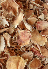 curcuma comosa