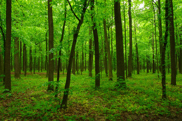 Obraz premium beautiful green forest