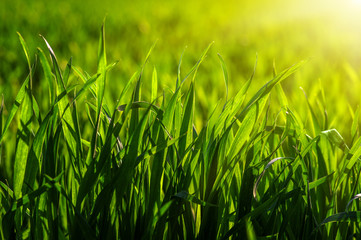  grass and sun light