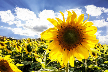 field of blooming sunflowers on a background sunset